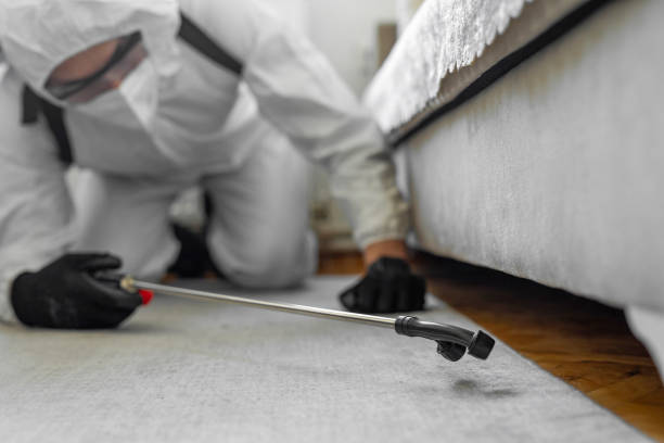 Professional Bed Bug Control technician working in Franklin County County, ME